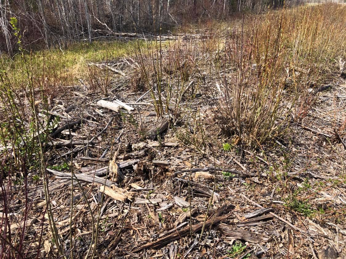 A rotted and stark field of deadwood, spring as it would seem. Fresh saplings sprout from beneath, fortelling the growth yet to come.