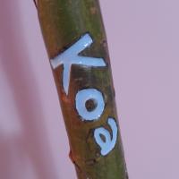 The word Koa carved into a staff, in light blue