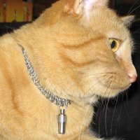 An orange cat wearing a chainmaille collar