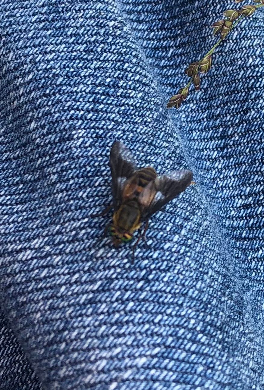 A brown hornet maybe? A really really big outdoor fly, that most certainly looks like it bites, on Kabutroid's denim jeans.