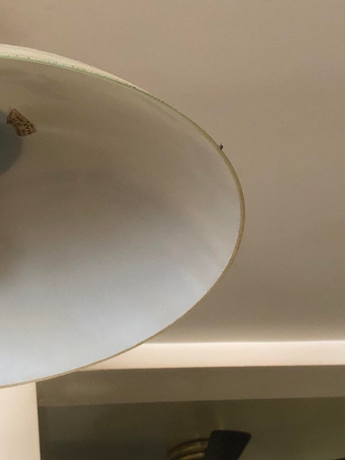 Housefly looking down at me from the lampshade, the picture taken looking up.
