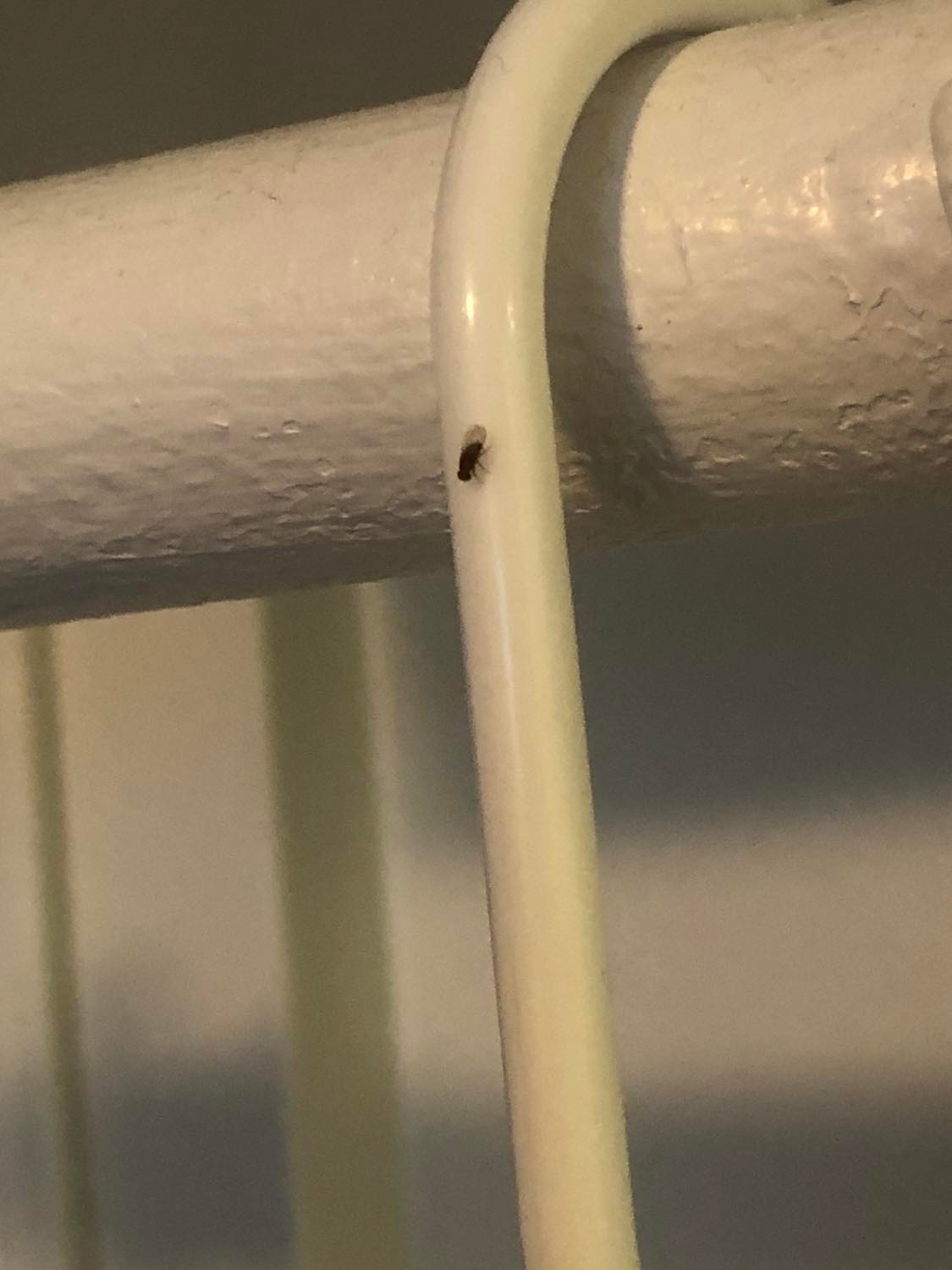 Tiny lil fly sitting on a plastic coathanger, just kinda looking downwards.