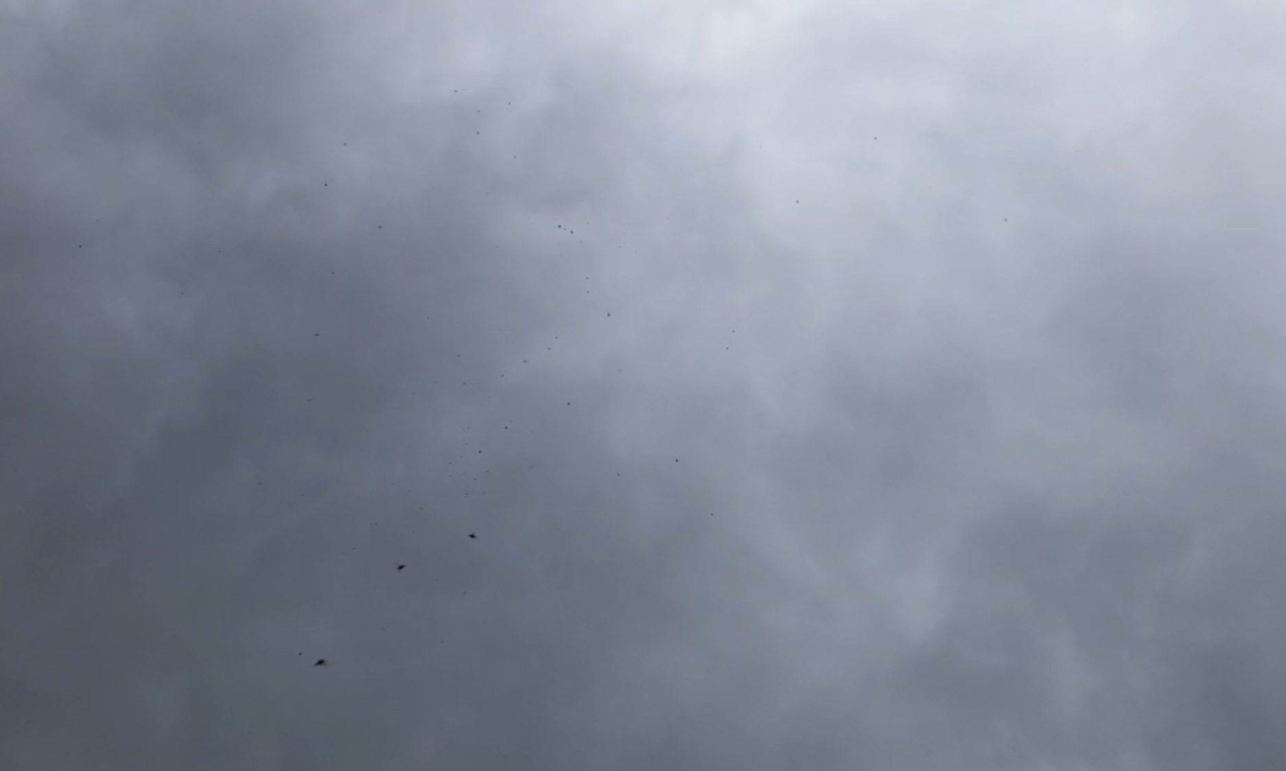 Looking up at the fly swarm, after I had laid down. In this view, generally darker grey clouds now overhead, over sixty flies are visible as little black dots, further and closer, above Kabutroid.