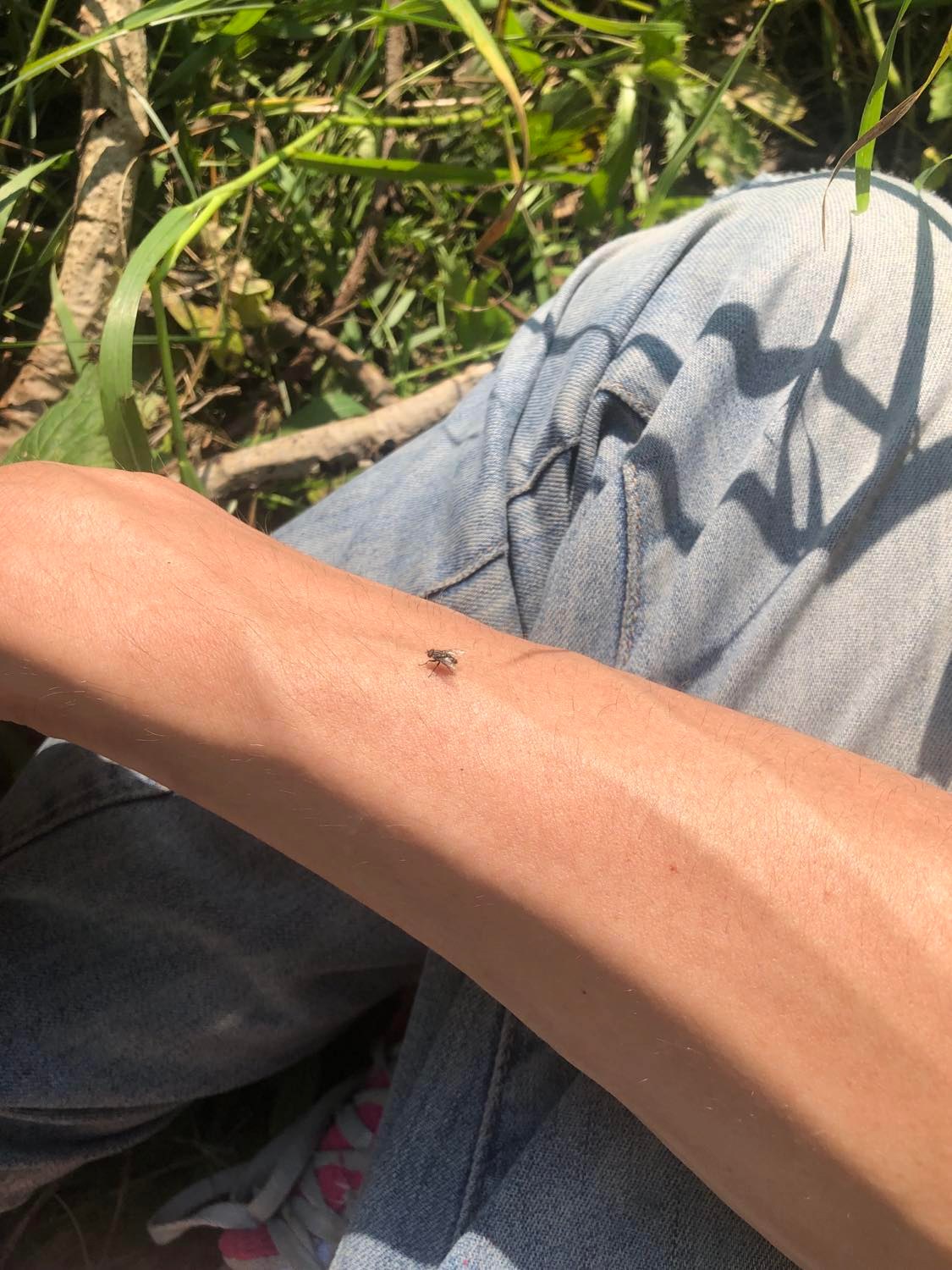 A fly on my arm, in that grassy patch mentioned above.