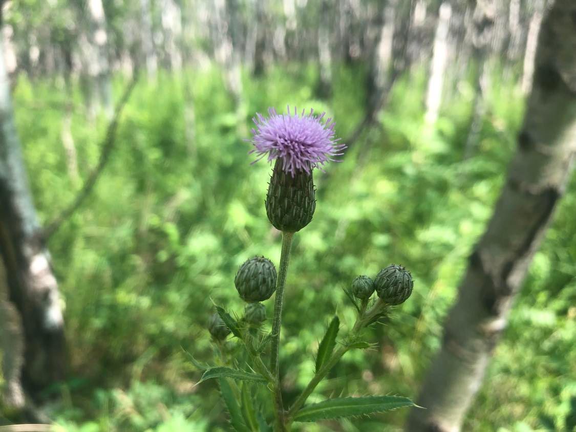 A purple thistle flower in a forest, green foliage and poplar trees out of focus in the background, and one large bloom with several unopened flower buds in the center of the pic. Lavender purple puff on top, with a dark green elongated head coming off of a strong stem.