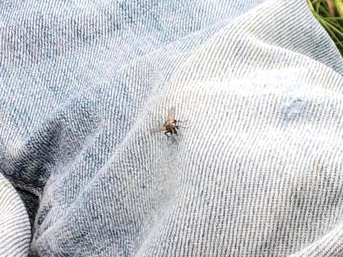 A big ol' needle fly on Kabutroid's pants, a closer up shot. It's got yellow lines separating the eyes and proboscus on its head, and the usual translucent grey wings. He's grabbing onto the denim.