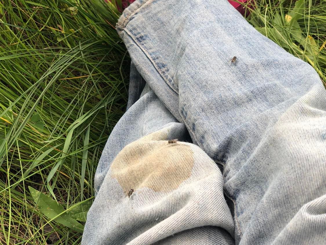 Three of these flies on my jeans, two on the left leg, one on the right. They're generally just chilling there, with me sitting in the grass.