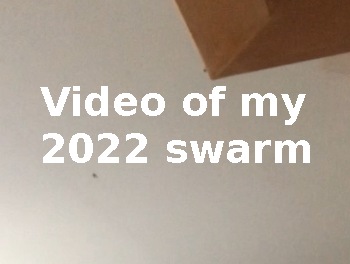 A fly sitting on a corner of a wall, with several of them flying around, and text saying 'Video of my 2022 swarm'