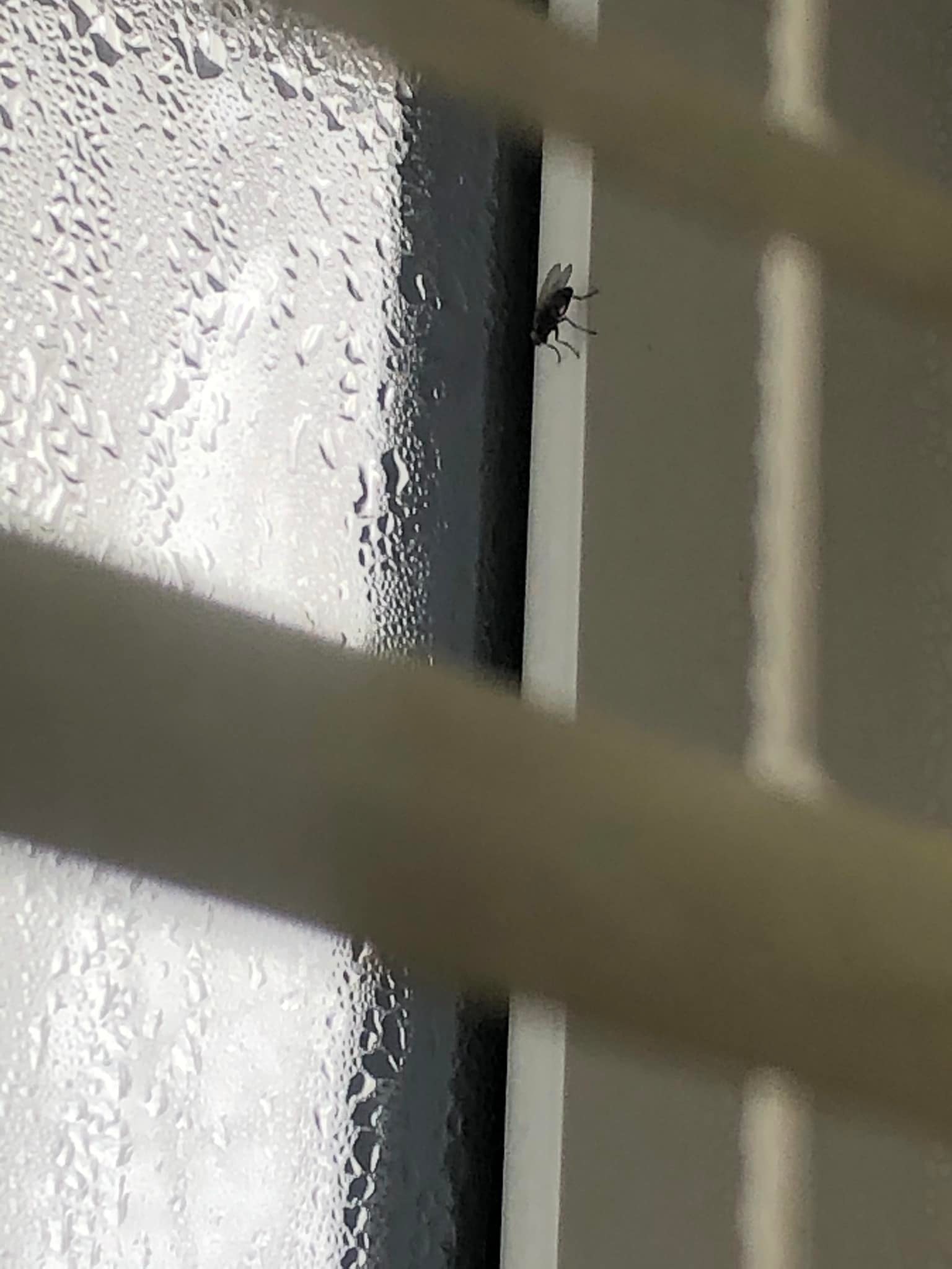 Little housefly right next to the nearly ice cold glass, looking outside. Yeah, it's really cold out there now girl.