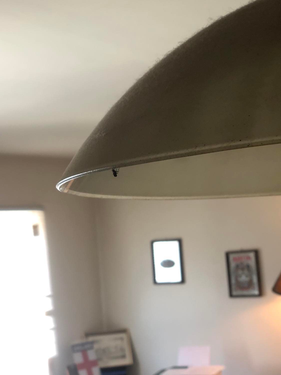 A fly hanging from the edge of a lampshade.