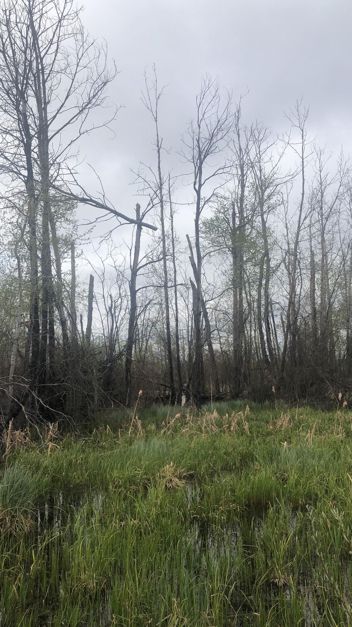 Tall, barren trees loom behind, a thick and dense swamp all around