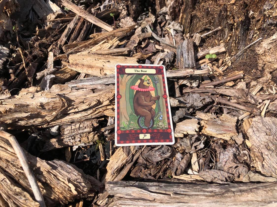 A circus bear on a unicycle, the card laying on the forest debris.