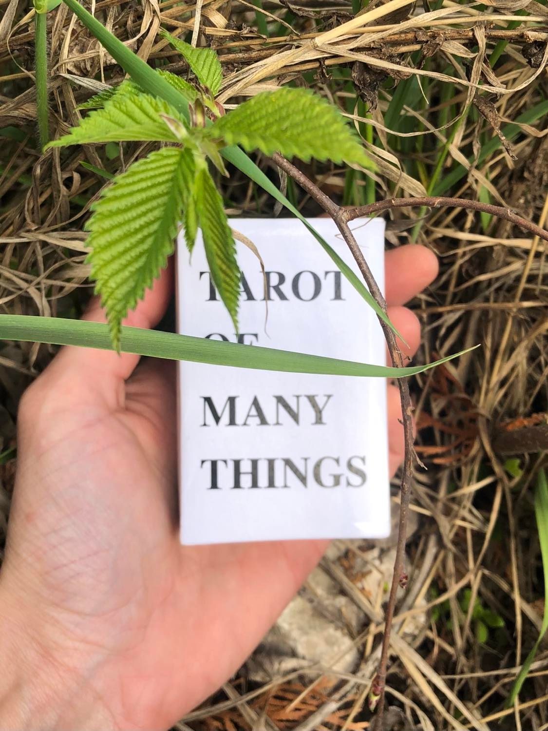 The Tarot of Many Things, found laying in the grasses of a forest.