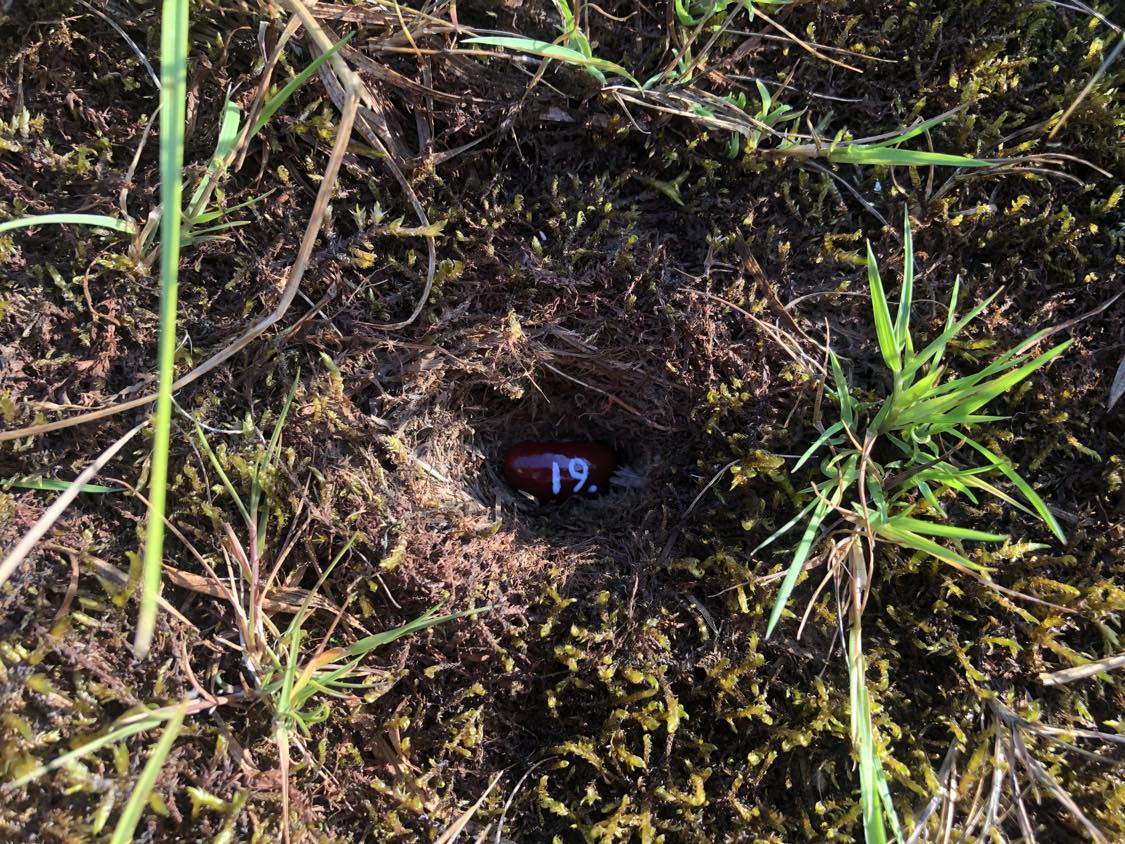 A bean labelled number 19 sitting inside of a hole in the soil, surrounded by grasses and moss.