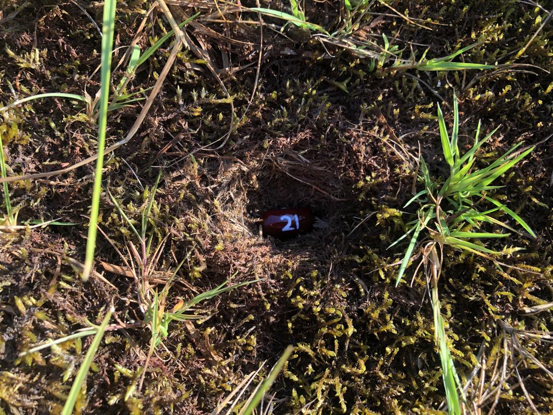A bean labelled number 21 sitting inside of a hole in the soil, surrounded by grasses and moss.