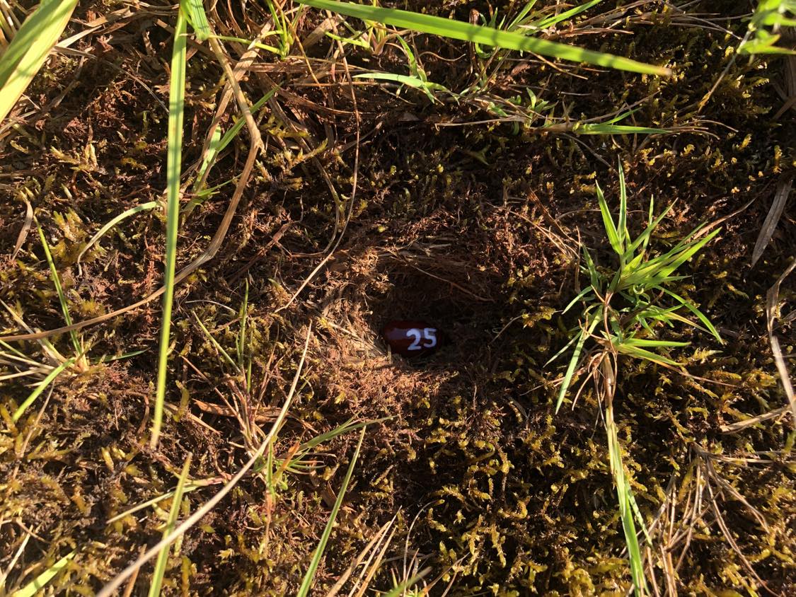 A bean labelled number 25 sitting inside of a hole in the soil, surrounded by grasses and moss.