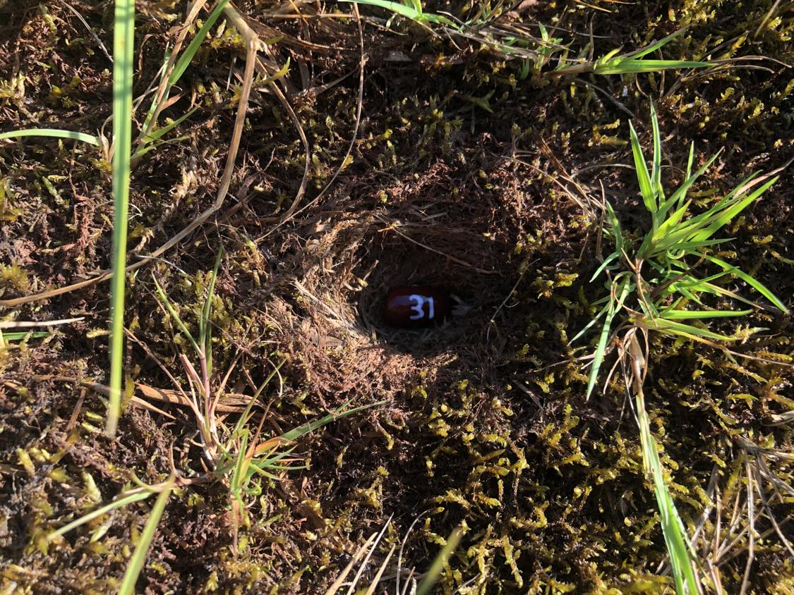 A bean labelled number 31 sitting inside of a hole in the soil, surrounded by grasses and moss.