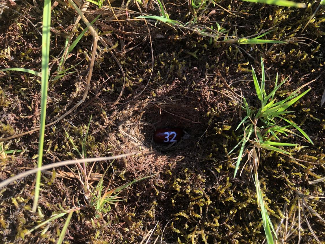 A bean labelled number 32 sitting inside of a hole in the soil, surrounded by grasses and moss.