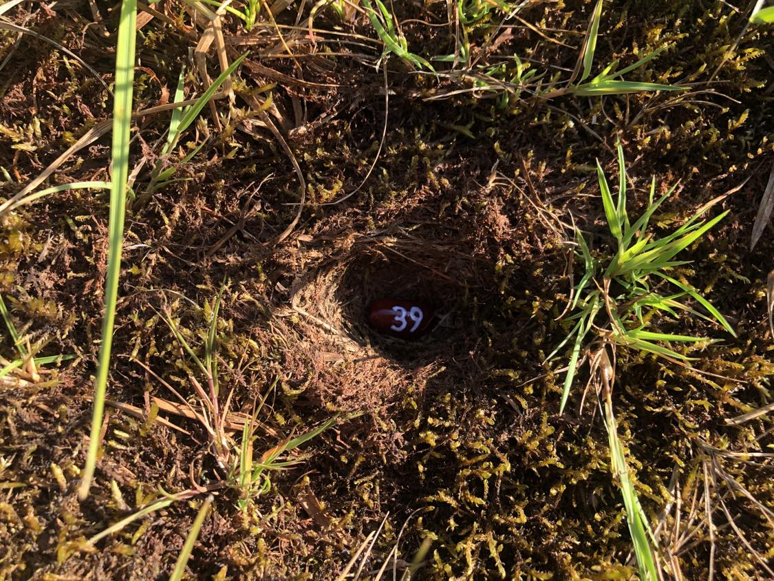 A bean labelled number 39 sitting inside of a hole in the soil, surrounded by grasses and moss.
