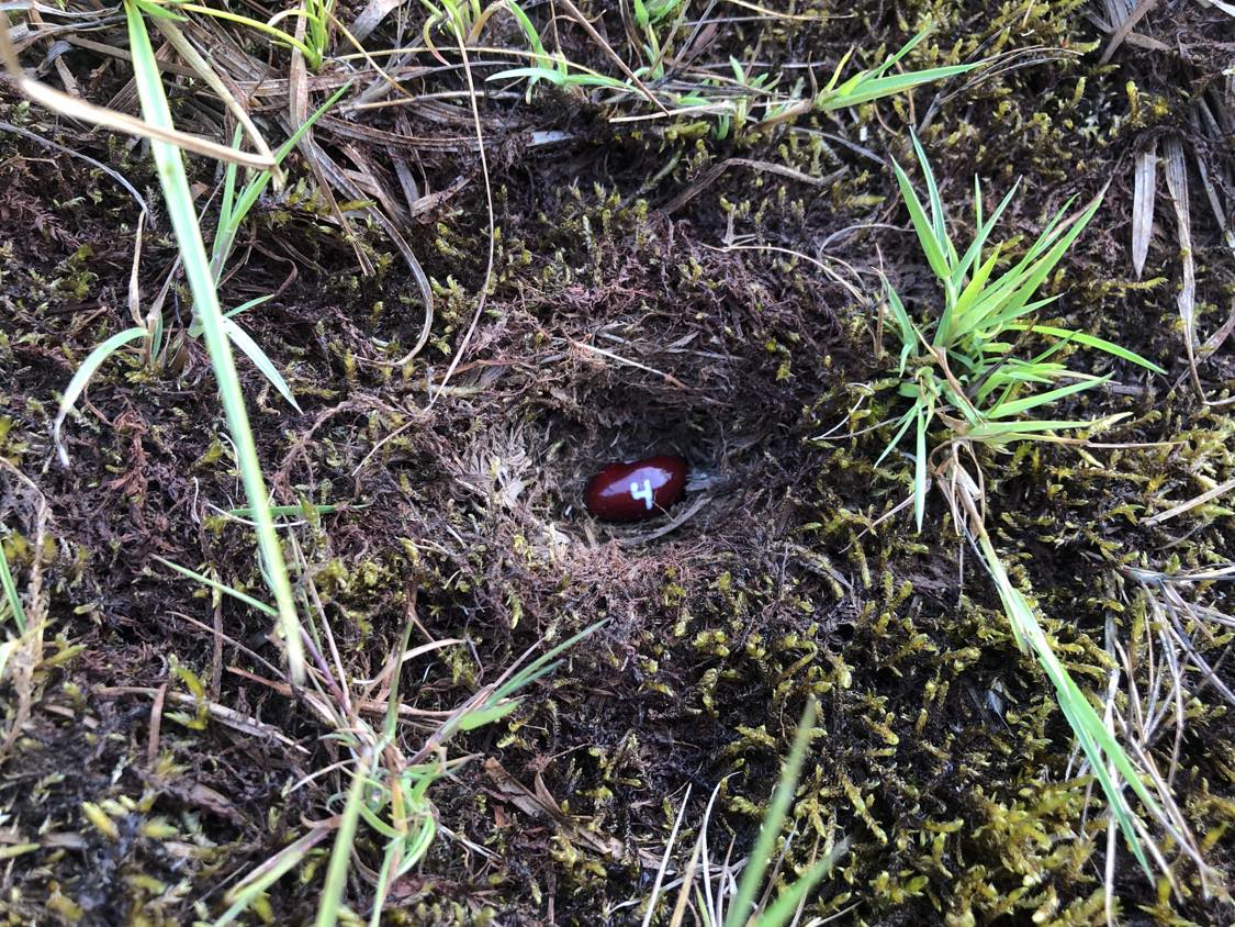 A bean labelled number 4 sitting inside of a hole in the soil, surrounded by grasses and moss.