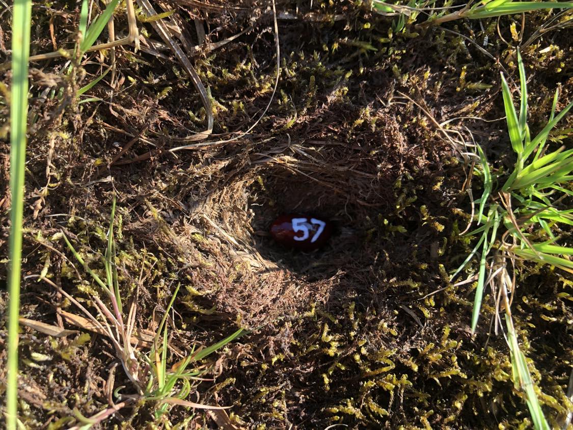 A bean labelled number 57 sitting inside of a hole in the soil, surrounded by grasses and moss.