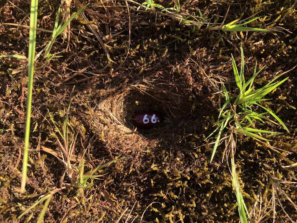 A bean labelled number 66 sitting inside of a hole in the soil, surrounded by grasses and moss.