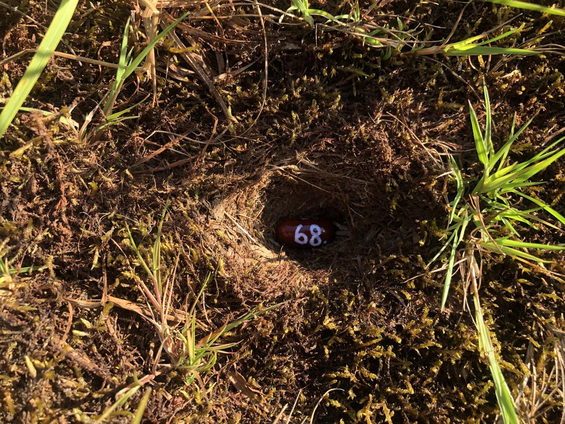 A bean labelled number 68 sitting inside of a hole in the soil, surrounded by grasses and moss.