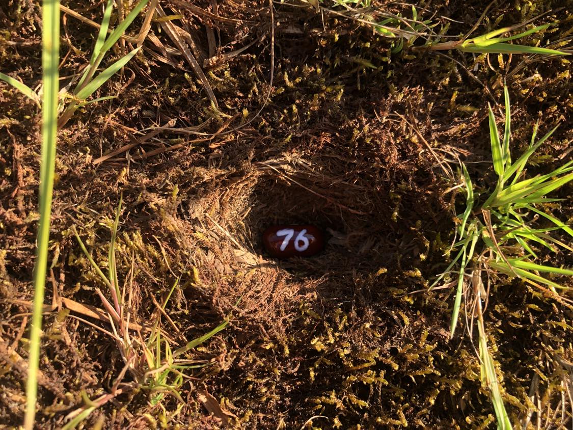 A bean labelled number 76 sitting inside of a hole in the soil, surrounded by grasses and moss.