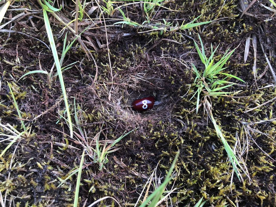 A bean labelled number 8 sitting inside of a hole in the soil, surrounded by grasses and moss.