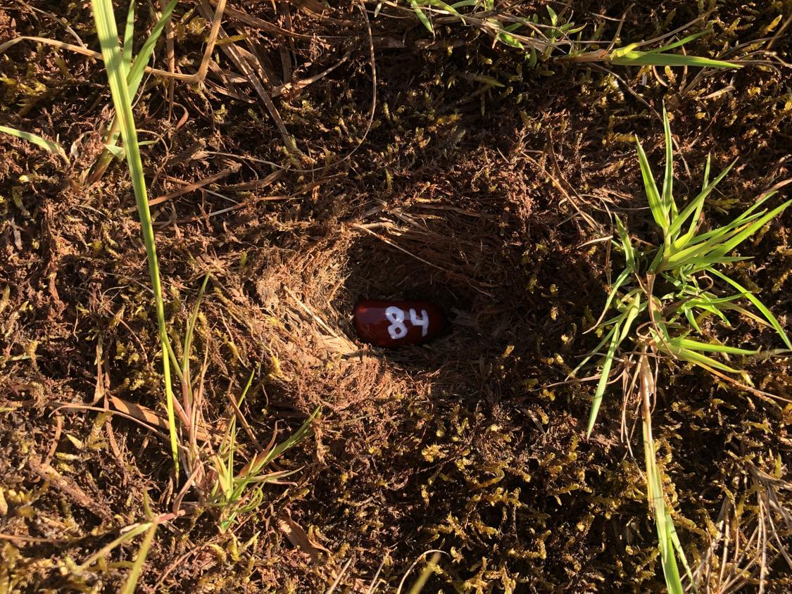 A bean labelled number 84 sitting inside of a hole in the soil, surrounded by grasses and moss.