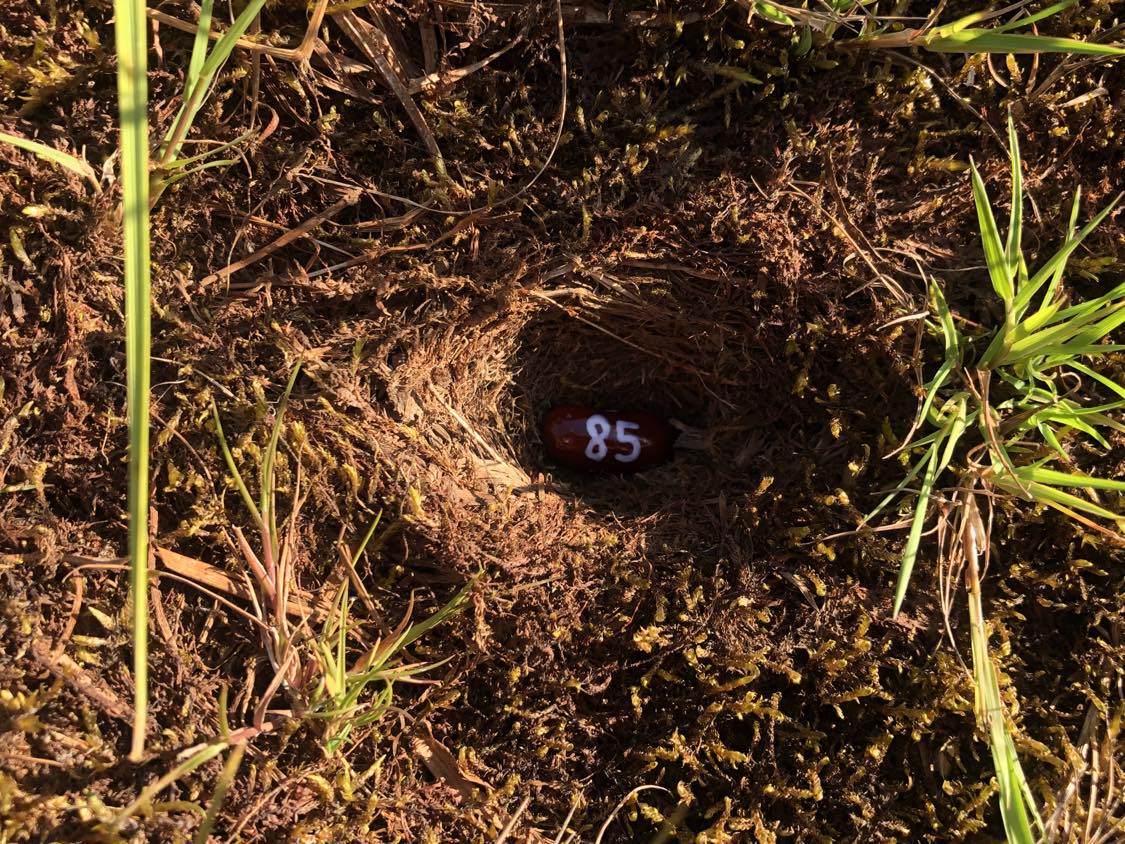 A bean labelled number 85 sitting inside of a hole in the soil, surrounded by grasses and moss.