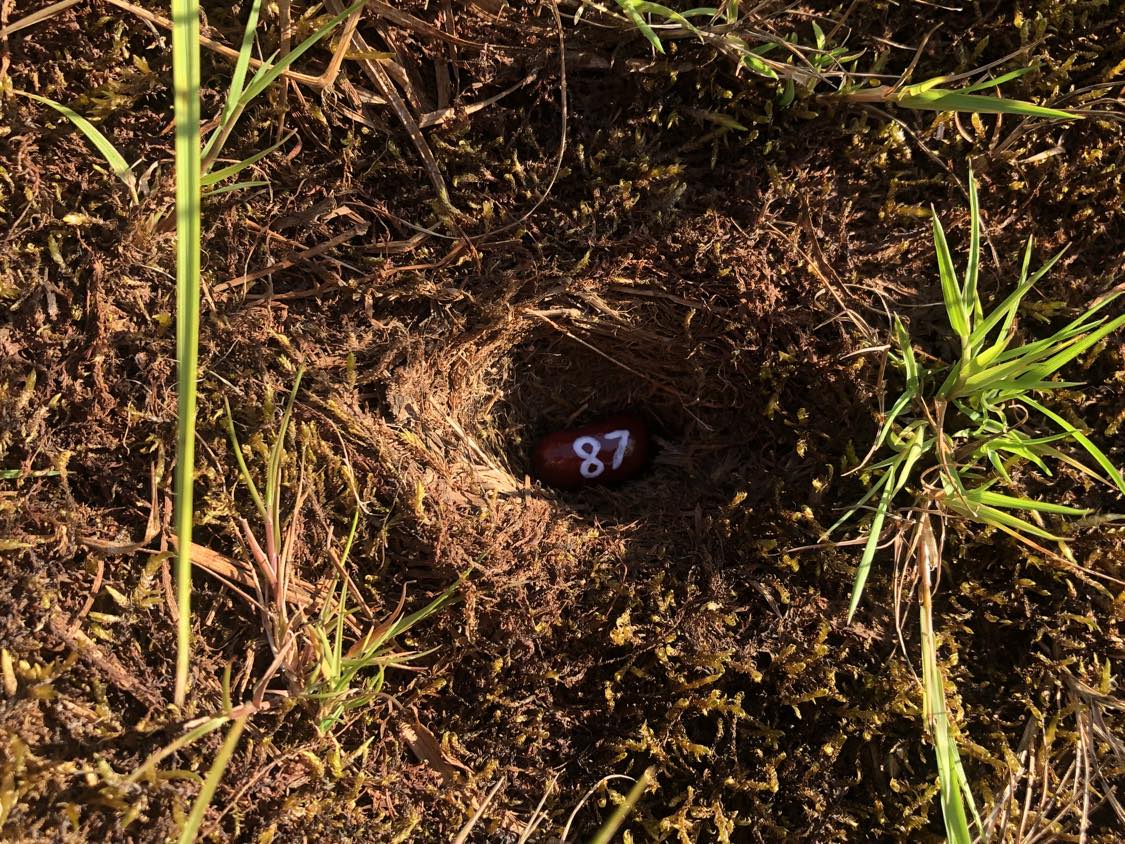 A bean labelled number 87 sitting inside of a hole in the soil, surrounded by grasses and moss.