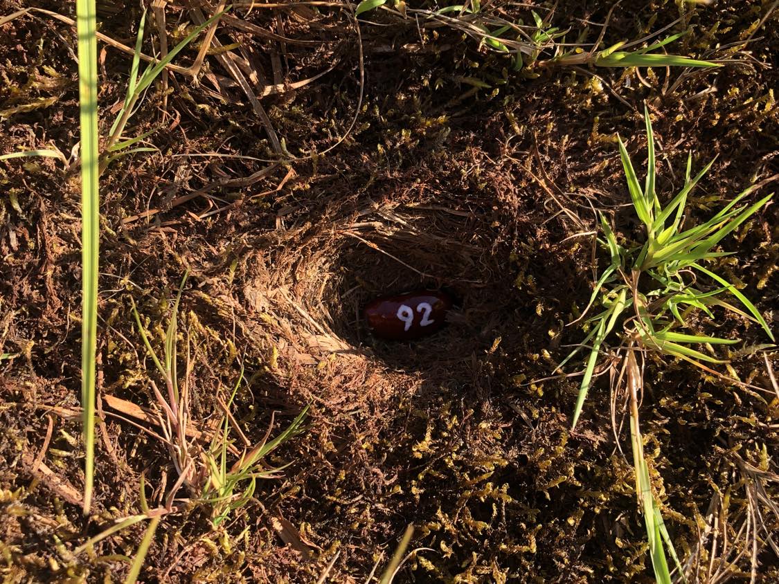 A bean labelled number 92 sitting inside of a hole in the soil, surrounded by grasses and moss.