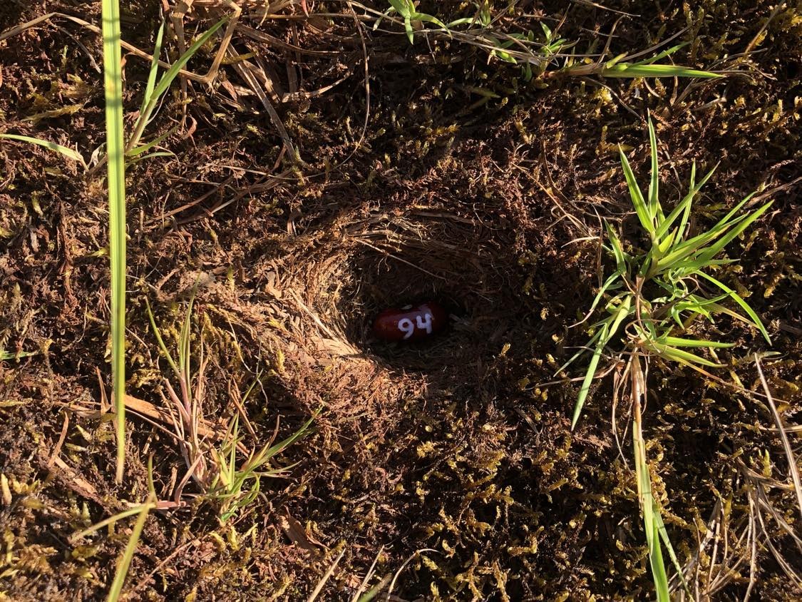 A bean labelled number 94 sitting inside of a hole in the soil, surrounded by grasses and moss.