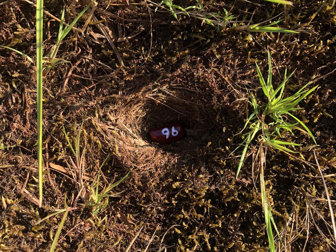 A bean labelled number 96 sitting inside of a hole in the soil, surrounded by grasses and moss.