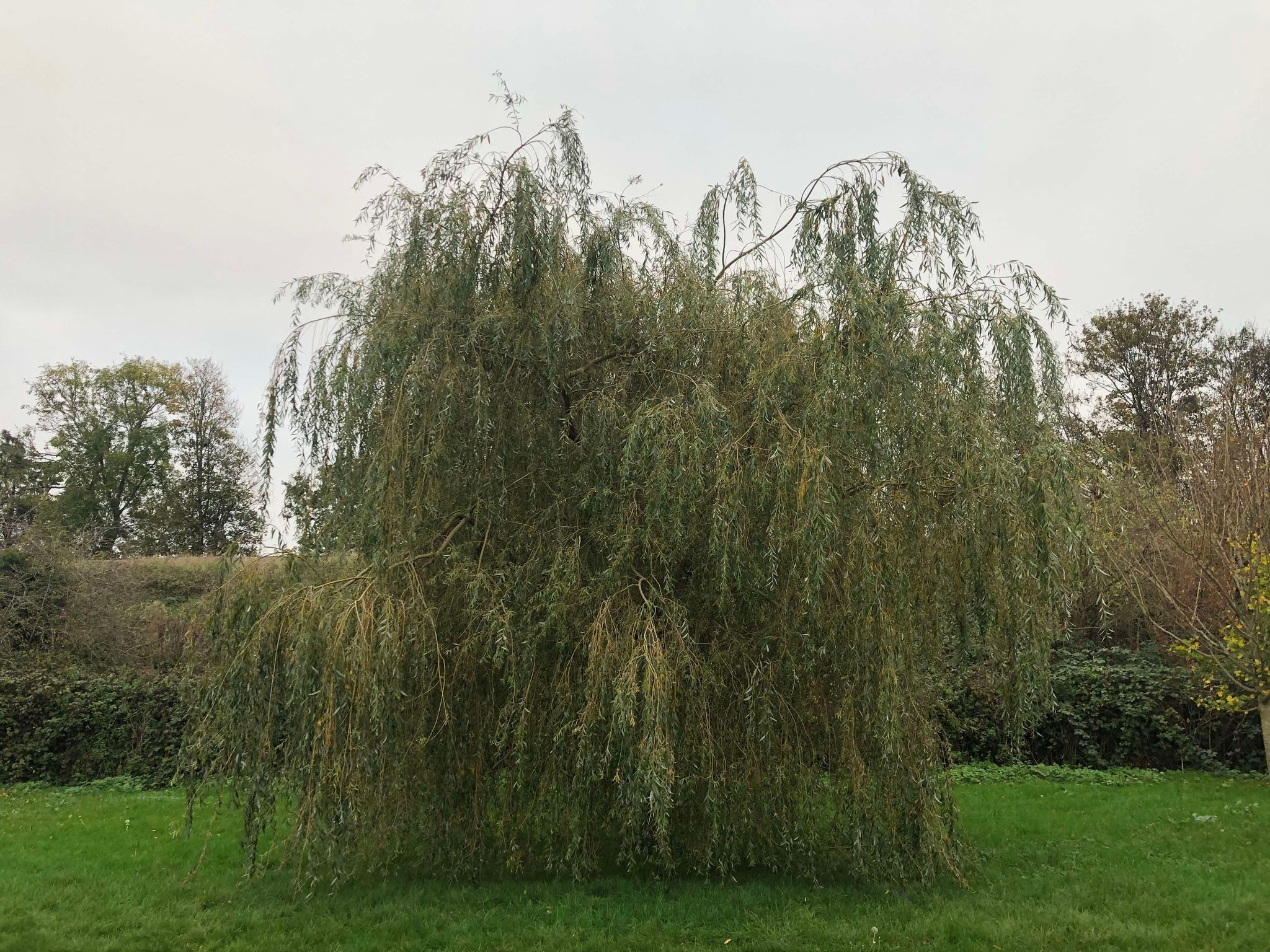 A dense willow tree, leaves creating a beautiful canopy beneath. The branches almost seem to beckon you closer.