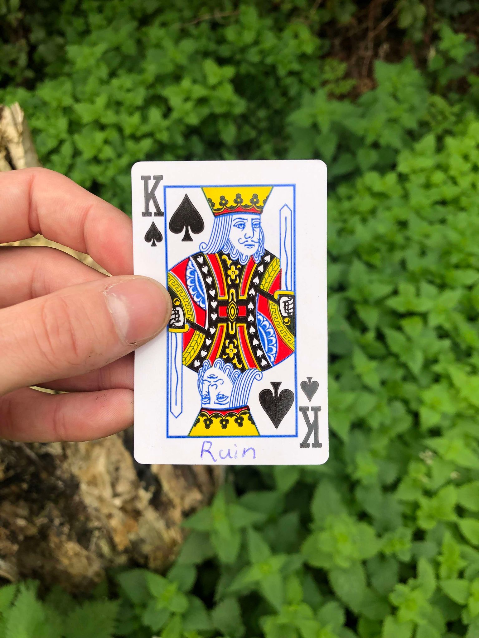 Holding up the card, the stump and foliage visible behind it, your fate is sealed.