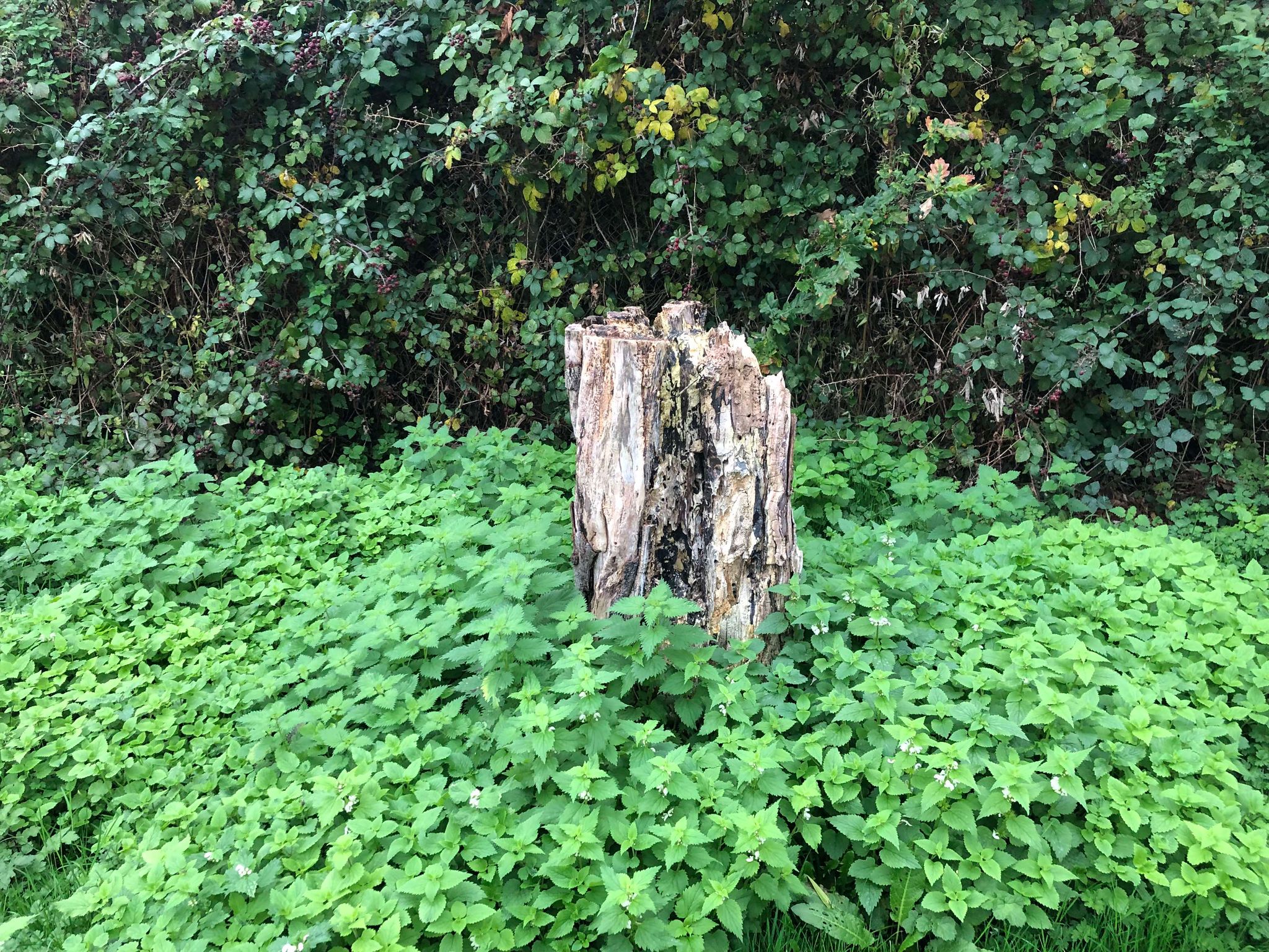 A large stump surrounded by foliage, a wall of leaves behind. The area seems almost magical.