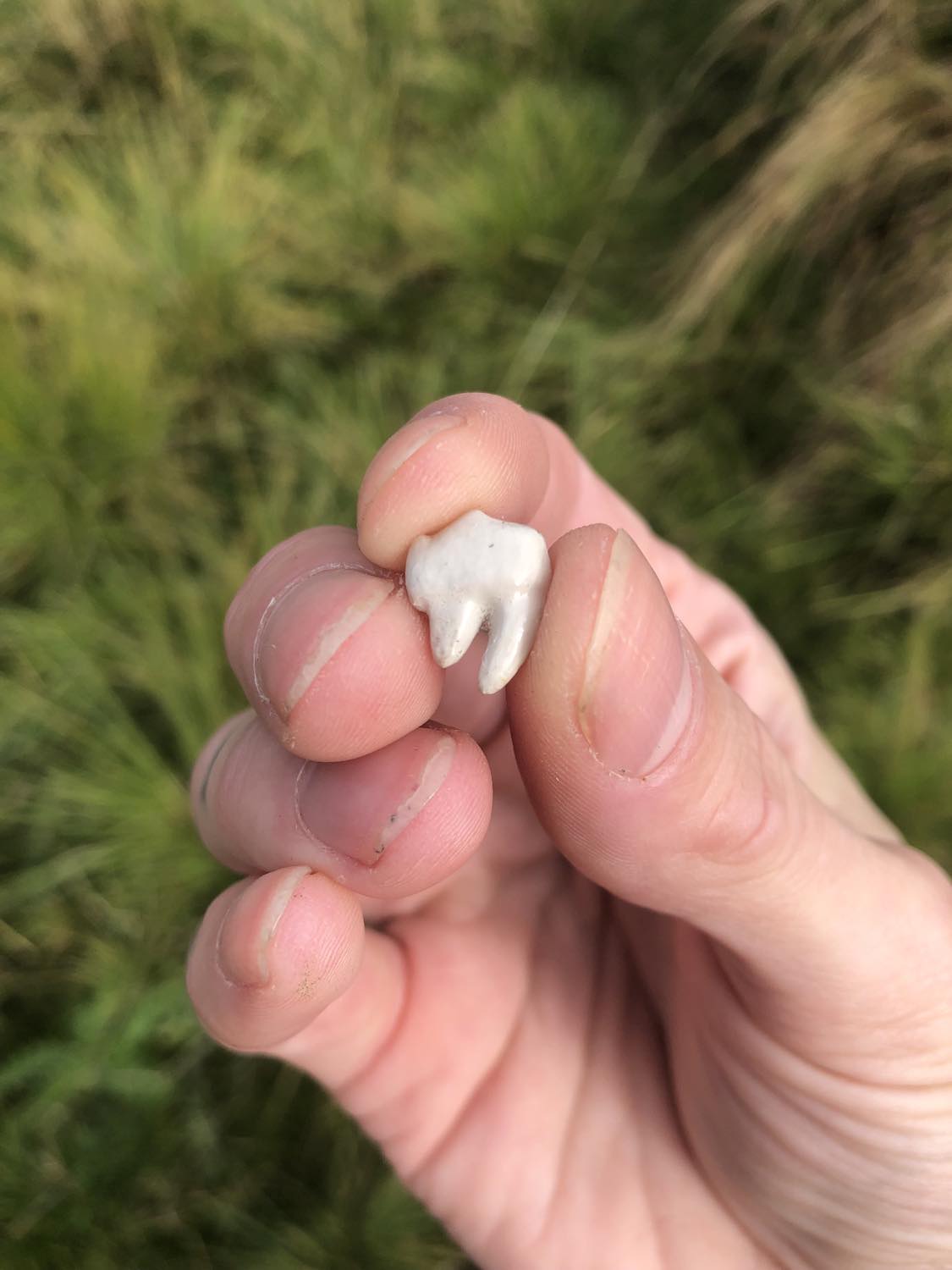 A white cat's tooth