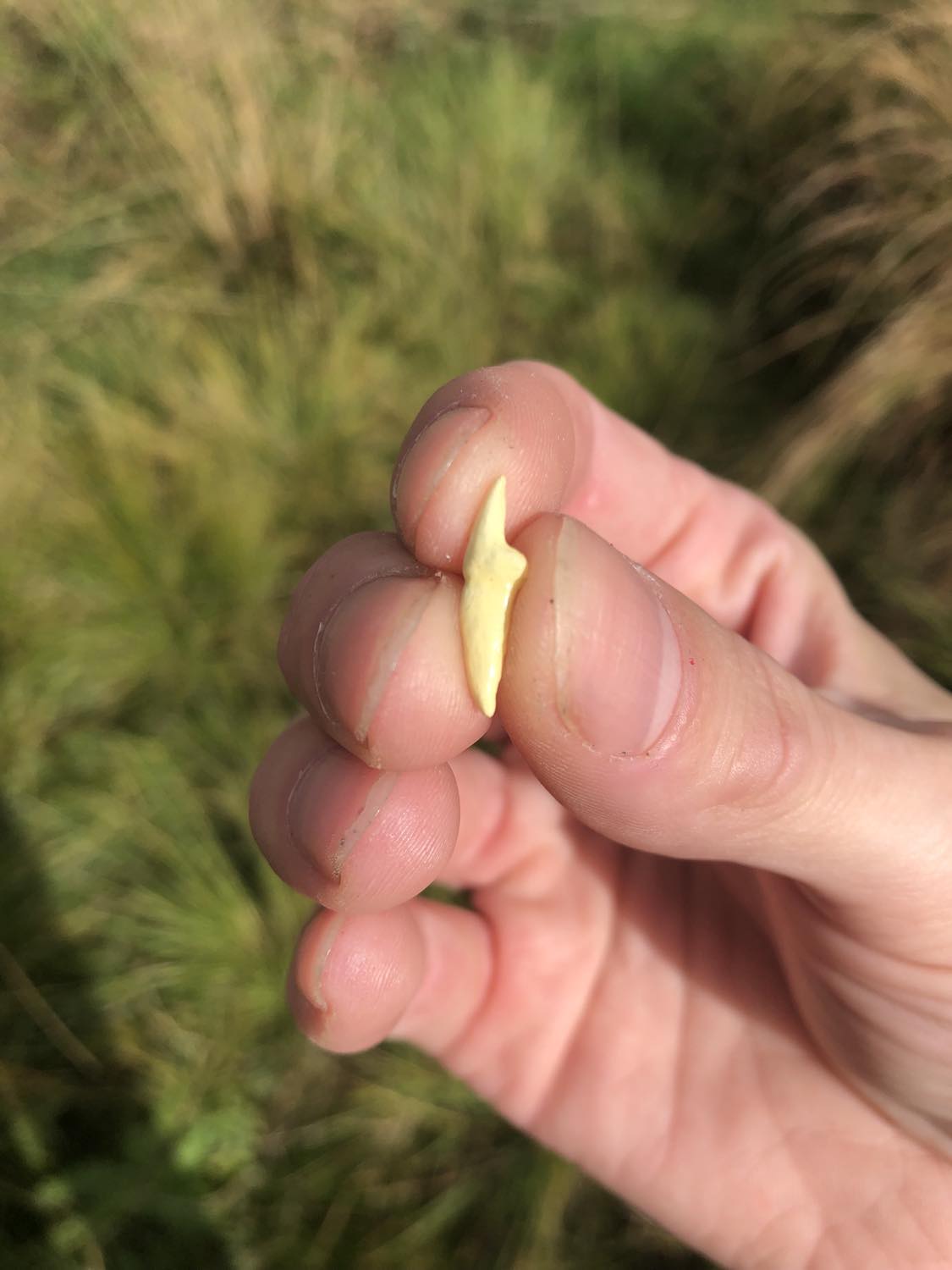 A yellowed vampire fang